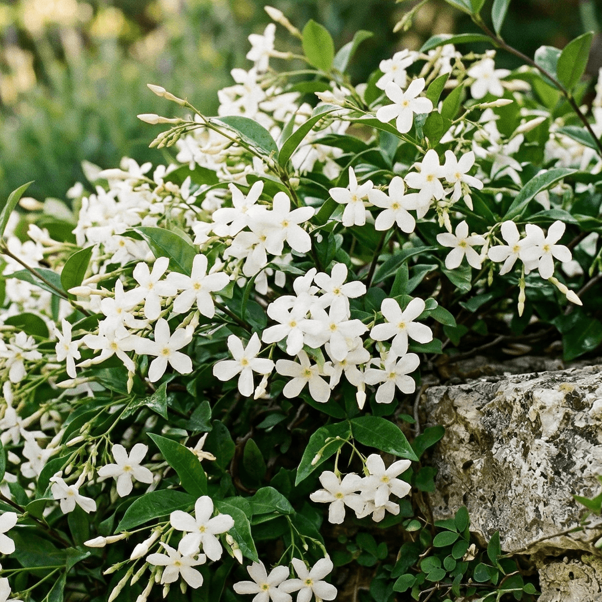Fleurs de jasmin fraîches parfum de Grasse — bougie artisanale L'effusion