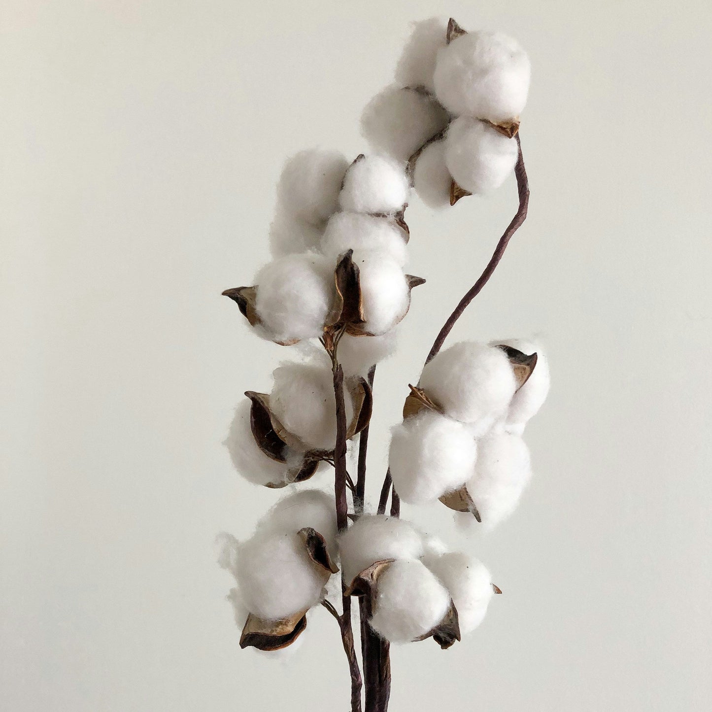 Fleurs de coton séchées — inspiration parfum bougie artisanale L'accalmie
