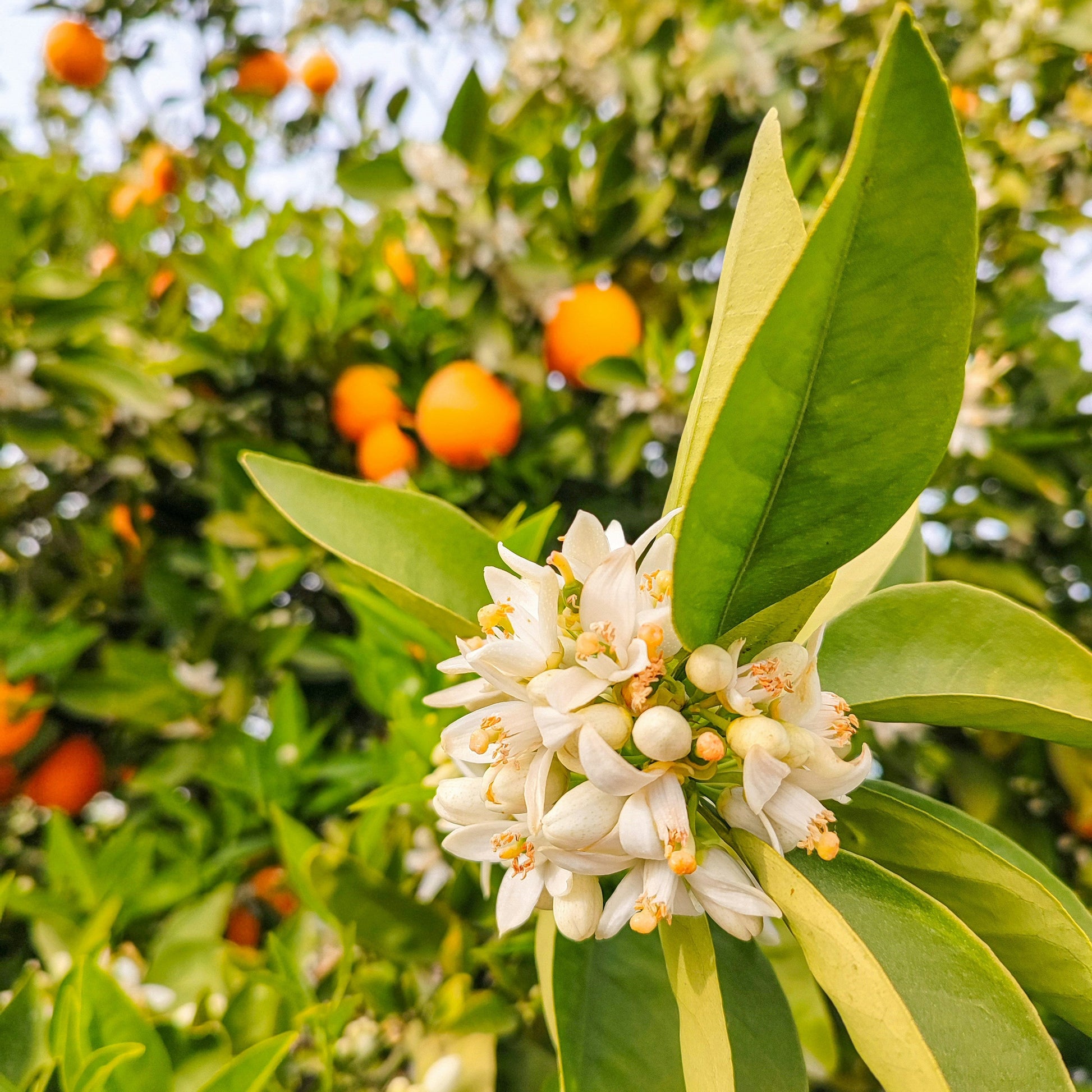 Fleurs d'oranger fraîches — parfum de Grasse bougie artisanale L'aube