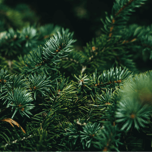 Bougie artisanale parfumée sapin de Noël, faite main en France